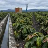 Le robusta, faux rempart climatique ? L'étude de Kew qui bouscule une décennie de certitudes