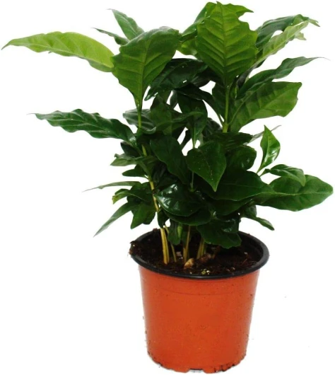 Exotenherz - Café Arabica - 1 plante - Facile d'entretien - Purificateur d'air - Pot de 12 cm