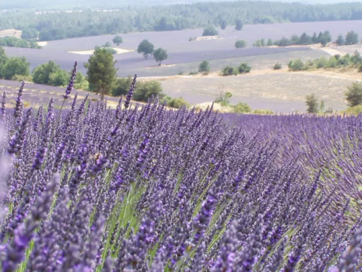 914hpHl5bpL._AC_SL1500_