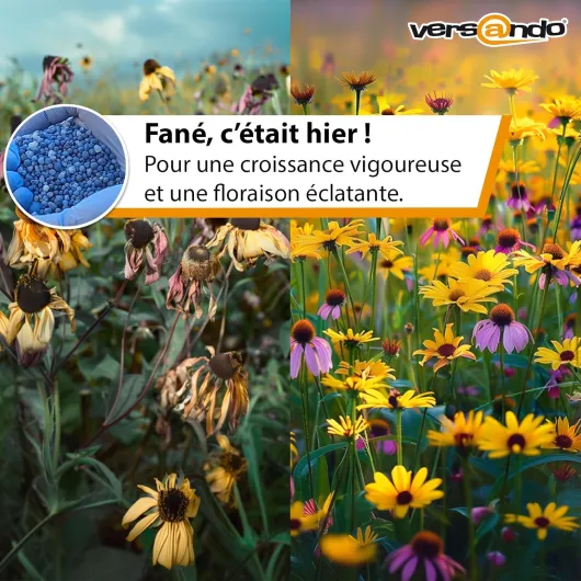 81nRKf-kitL._SL1500_