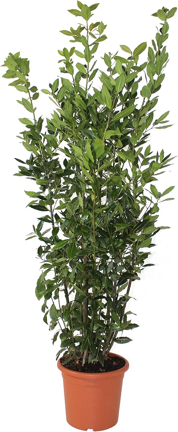 KENTIS - Laurus Nobilis Plante de Laurier - Vraies Plantes d'Extérieur - H 125-150 cm Pot de Ø 24 cm Laurus Nobilis Plante de Laurier Pot de Culture