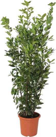 KENTIS - Laurus Nobilis Plante de Laurier - Vraies Plantes d'Extérieur - H 125-150 cm Pot de Ø 24 cm Laurus Nobilis Plante de Laurier Pot de Culture