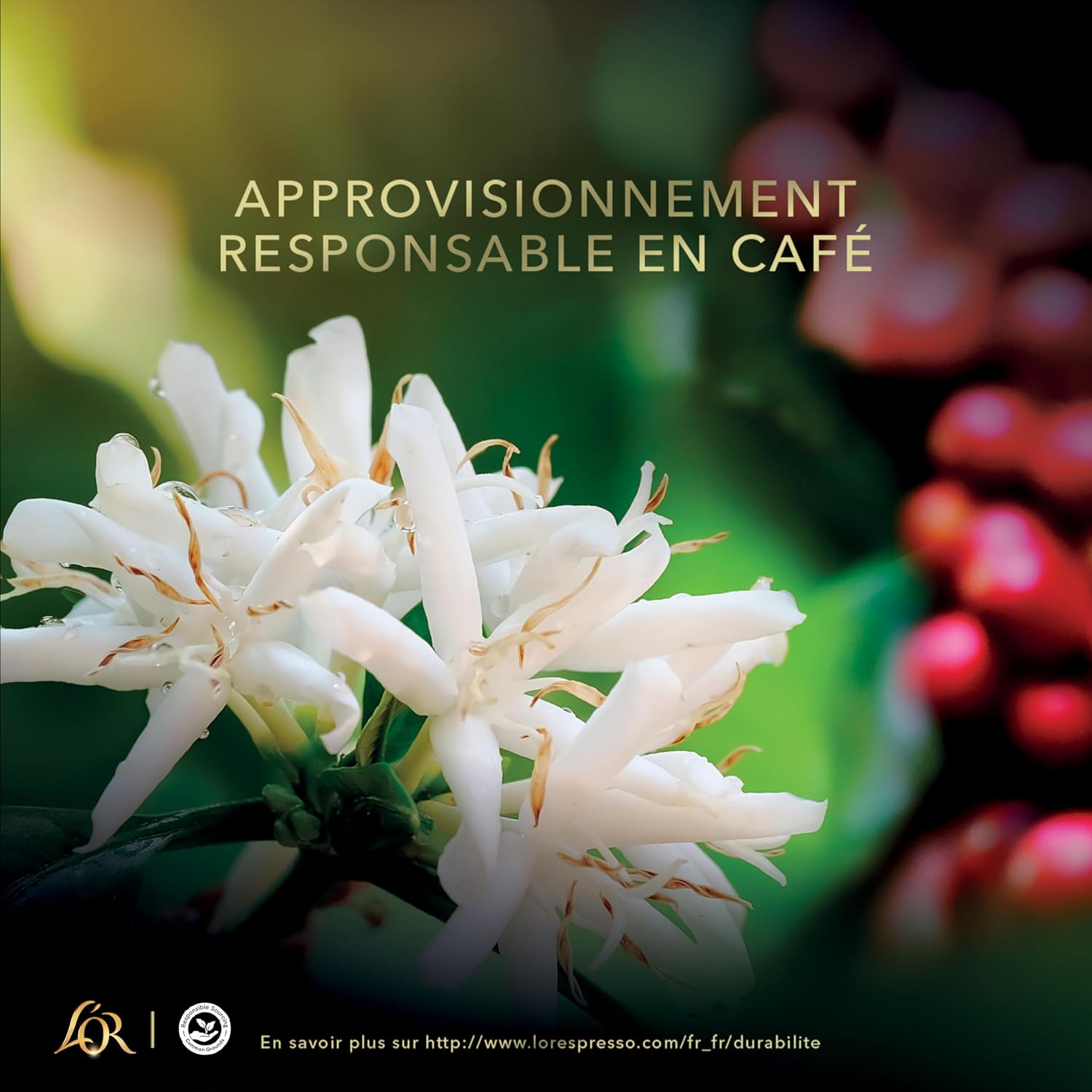 L'OR, 2Kg Café en Grains Absolu, Arabica & Robusta, Intensité 7, 2 Paquets d'1kg