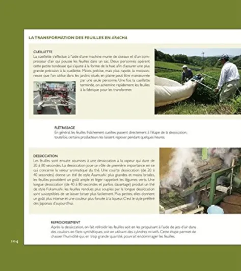 Thé - Histoire terroirs saveurs: Histoire Terroirs Saveurs