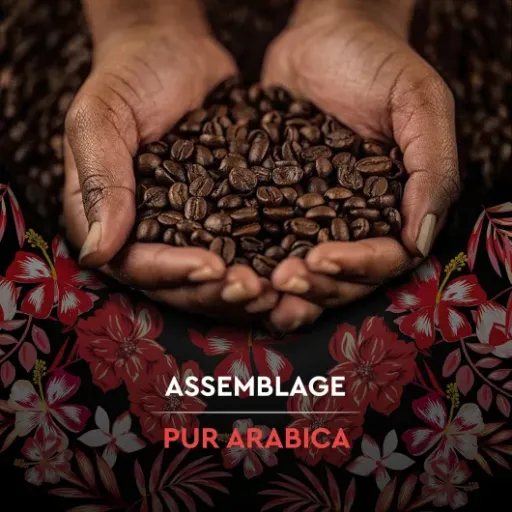 Test Carte Noire Grains Bio Honduras 1 kg : un café doux qui fait le job au quotidien